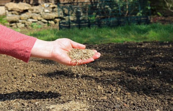 Grass Seeding as