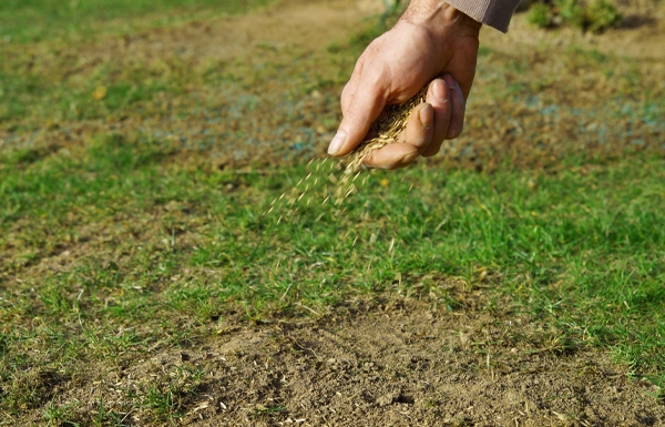 Lawn Overseeding ds